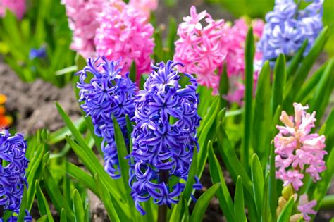 hyacinth images|pictures of hyacinths images.